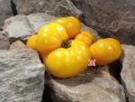 Dwarf Clare Valley Yellow Tomato Seeds