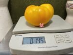 Dwarf Clare Valley Tomato Yellow Tomatoes