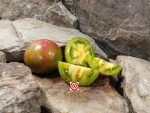 Dwarf Copia Tomato