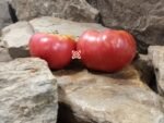 Dwarf Crazy Calliope Tomato