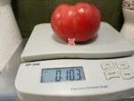 Dwarf Crazy Calliope Tomato - Image 5