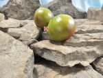 Dwarf Crimson Sunset Tomato Container Tomatoes