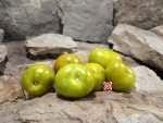 Dwarf Devils Garden Tomato