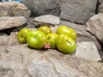 Dwarf Devils Garden Tomato Seeds