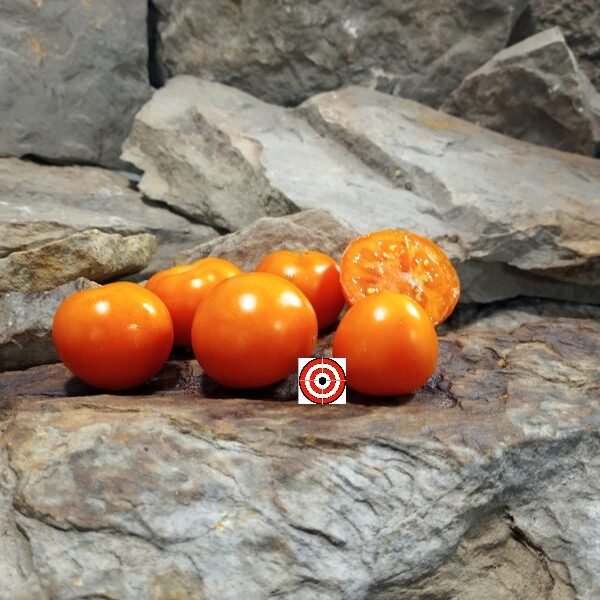 Dwarf Duckling Micro Tomato