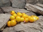 Dwarf Eagle Smiley Tomato - Image 4
