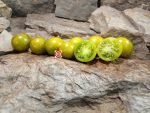 Dwarf Emerald Flame Micro Tomato - Image 5