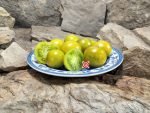 Dwarf Emerald Flame Micro Tomato - Image 4