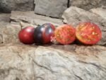 Dwarf Gondwana Rose Tomato
