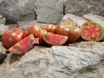 Dwarf Grandmas Chocolate Tomato