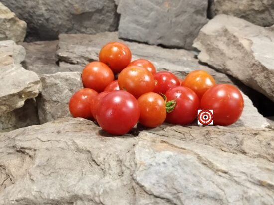 Dwarf Ira's Rose Tomato