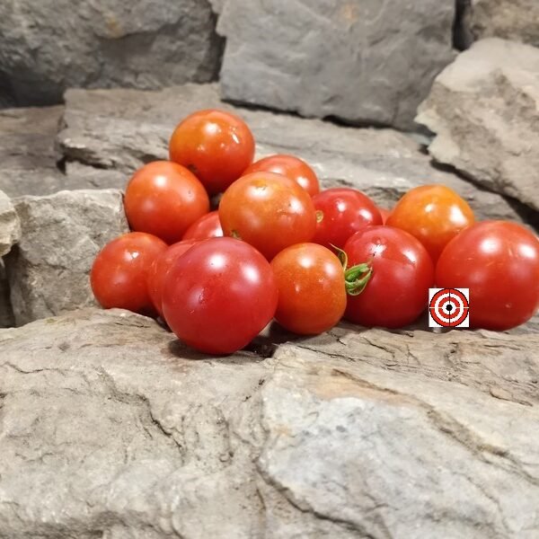 Dwarf Ira's Rose Tomato
