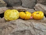 Jasmine Yellow Dwarf Tomato