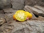 Dwarf Jasmine Yellow Tomato Beefsteak Tomatoes