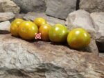 Dwarf Jeremy Stripes Tomato Seeds