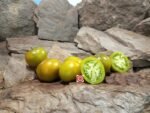 Dwarf Kangaroo Paw Green Tomato Dwarf Tomatoes