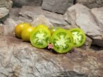 Dwarf Kangaroo Paw Green Tomato The Dwarf Tomato Project Tomatoes