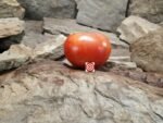 Dwarf Kodiak King Tomato The Dwarf Tomato Project Tomatoes