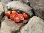 Dwarf Mooncalf Tomato Container Tomatoes
