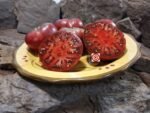 Dwarf Nano's Meatball Tomato