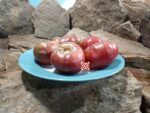 Dwarf Nano's Meatball Tomato - Image 3