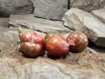 Dwarf Orion's Belt Tomato Container Tomatoes