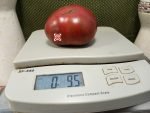 Dwarf Pink Stripes Tomato - Image 5