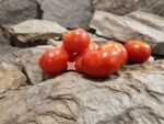 Dwarf Premus Tomato