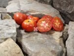 Dwarf Premus Tomato Container Tomatoes