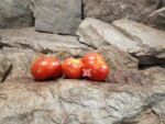 Dwarf Puck Micro Tomato Container Tomatoes