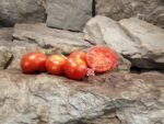 Dwarf Puck Micro Tomato Dwarf Tomatoes