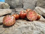 Dwarf Rebel Starfighter Dippers Delight Tomato Seeds