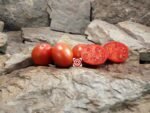 Dwarf Red Heart Tomato Dwarf Tomatoes
