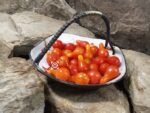 Dwarf Red Romanian Tomato