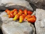 Dwarf Red Romanian Tomato - Image 3