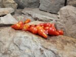 Dwarf Red Romanian Tomato - Image 4