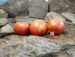 Dwarf Rosella Bicolor Tomato - Image 2