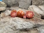 Dwarf Round Robin Tomato Container Tomatoes