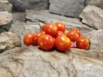 Dwarf Ruby Slippers Tomato