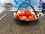 Dwarf Ruby Slippers Tomato Dwarf Tomatoes