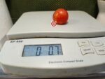 Dwarf Ruby Slippers Tomato Karen Olivier Tomatoes