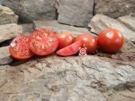 Dwarf Rybachick Tomato