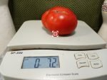 Dwarf Rybachick Tomato Red tomatoes