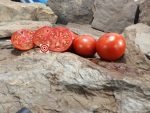 Dwarf Rybachick Tomato Seeds