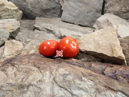 Dwarf Scoresby Tomato