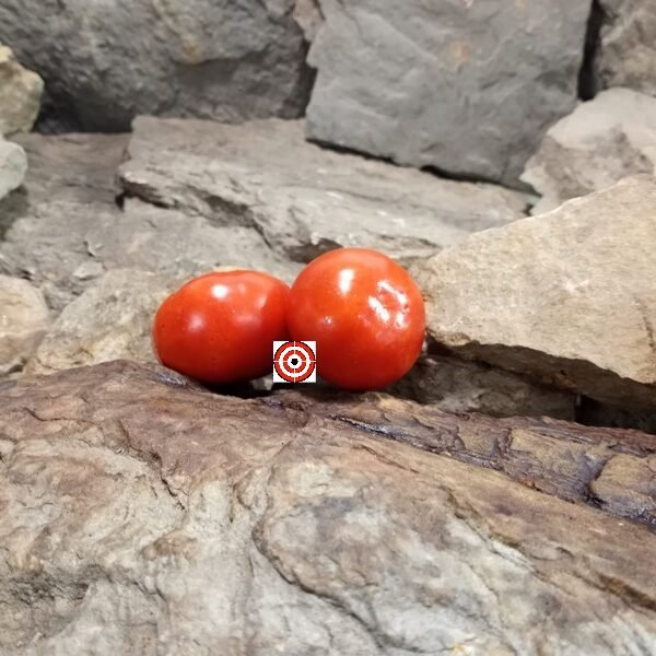 Dwarf Scoresby Tomato