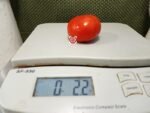Dwarf Scoresby Tomato Dwarf Tomatoes