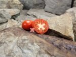 Dwarf Scoresby Tomato Seeds