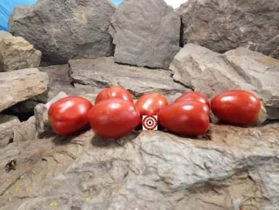 Dwarf Speckled Tomato