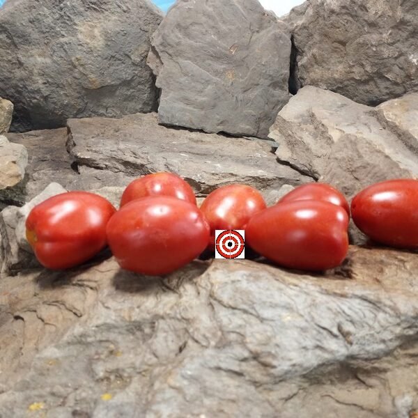Dwarf Speckled Tomato